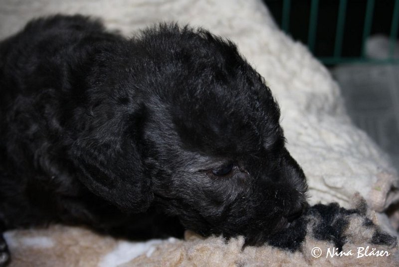 Rüde 2009-06-14 (23).JPG